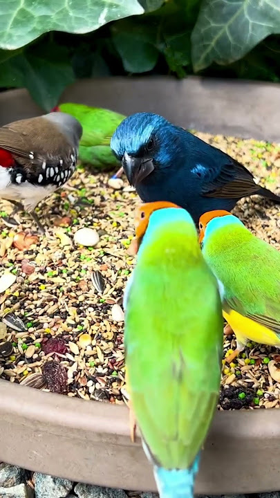 Mix bird aviary