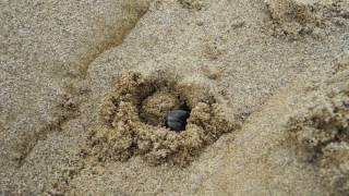 Scarabaeus sacer burying a pill