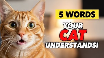 5 Words Your Cat Actually Understands – Proven by Experts