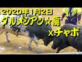 ダルメシアン☆龍xチャボ 2020.1.2 【沖縄闘牛】
