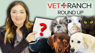 Did We Steal a Dog?-This week on Vet Ranch RoundUp!