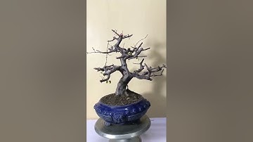 Bonsai Lĩnh Nam - Một phong cách cần sự cắt tỉa thô bạo