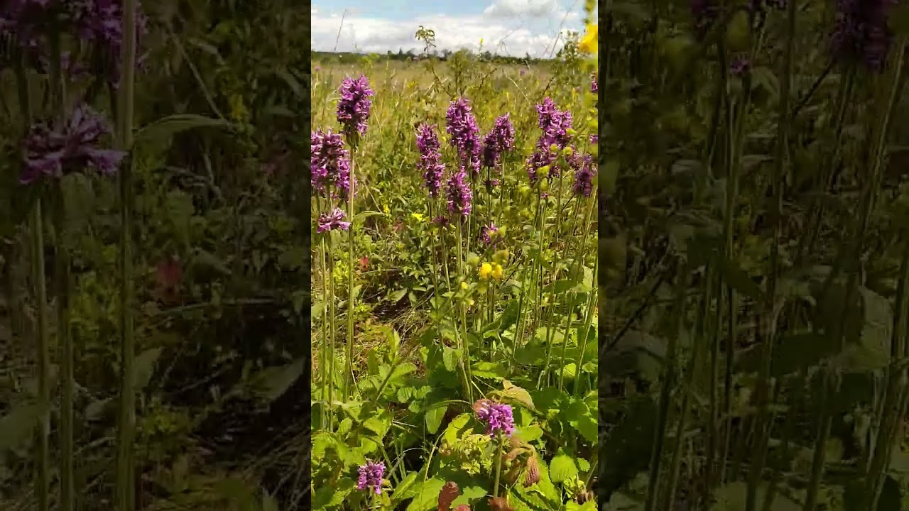 Буквица лекарственная.(Betonica officinális).Чистец лекарственный.