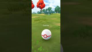 Catching a shadow Tentacool #pokemongo #pokemongoshorts #pokemon