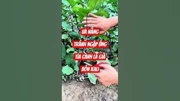 Cách chăm cây cà tím quả to, năng suất cao #nguoiyeulamvuon