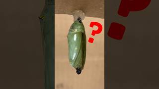 This is how the monarch butterflies arrived in my garden Pt. 4 #butterfly #biology #shorts #outreach