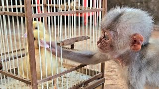 Monkey Do Do helps a duckling locked in a cage return to a warm new home | Harvest watermelon to eat