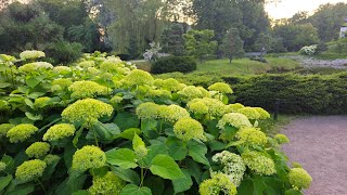 Most beautiful park in Tallinn,Estonia 🇪🇪 Japanese garden.