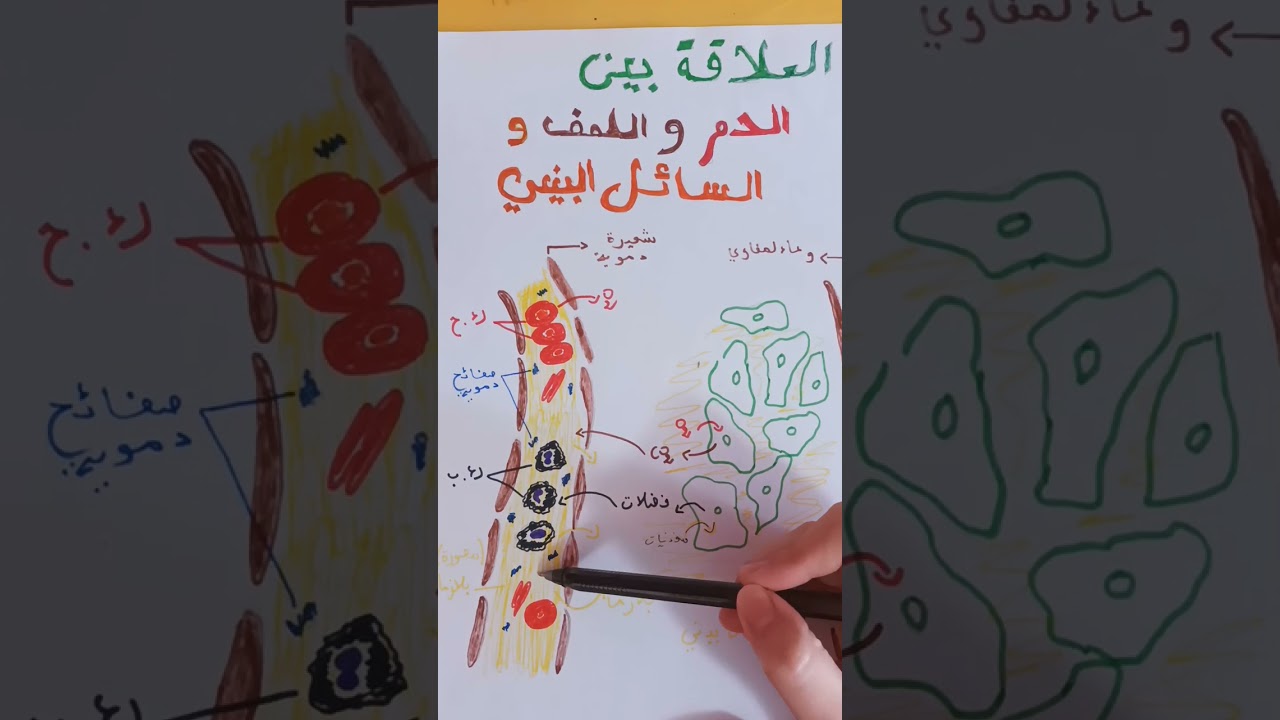 العلاقة بين الدم و اللمف و السائل البيني