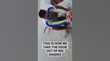 How we take the hook out on a 9+ Tiger Shark in Texas !
