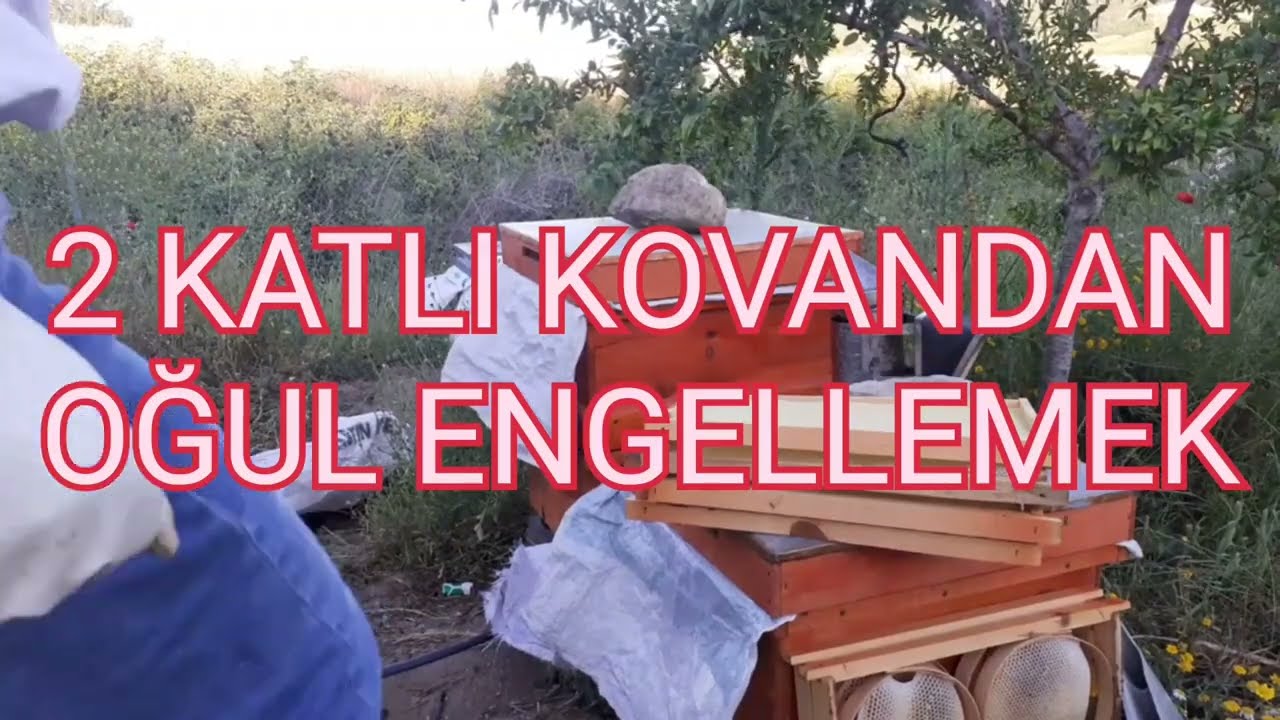 Arının Oğul vermesini nasıl engelleriz