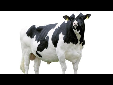 Tomy LP65089 quatre pouces Noir Blanc Holstein Dairy Vache Big Farm 
