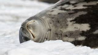 Seal Lullaby Alto