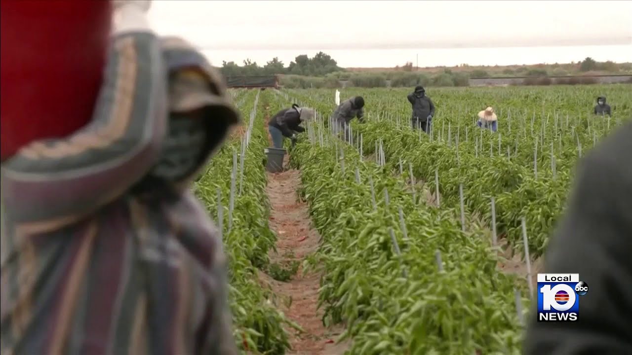 new-florida-law-targets-businesses-hiring-undocumented-workers-youtube