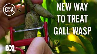 Found unsightly lumps on your citrus tree branches? Heres what to do! | Gardening Australia