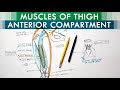Muscles of the thigh  anterior compartment  anatomy tutorial