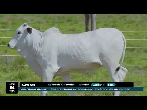 LOTE 54 SBX 34693  SBX 34779  SBX 34899