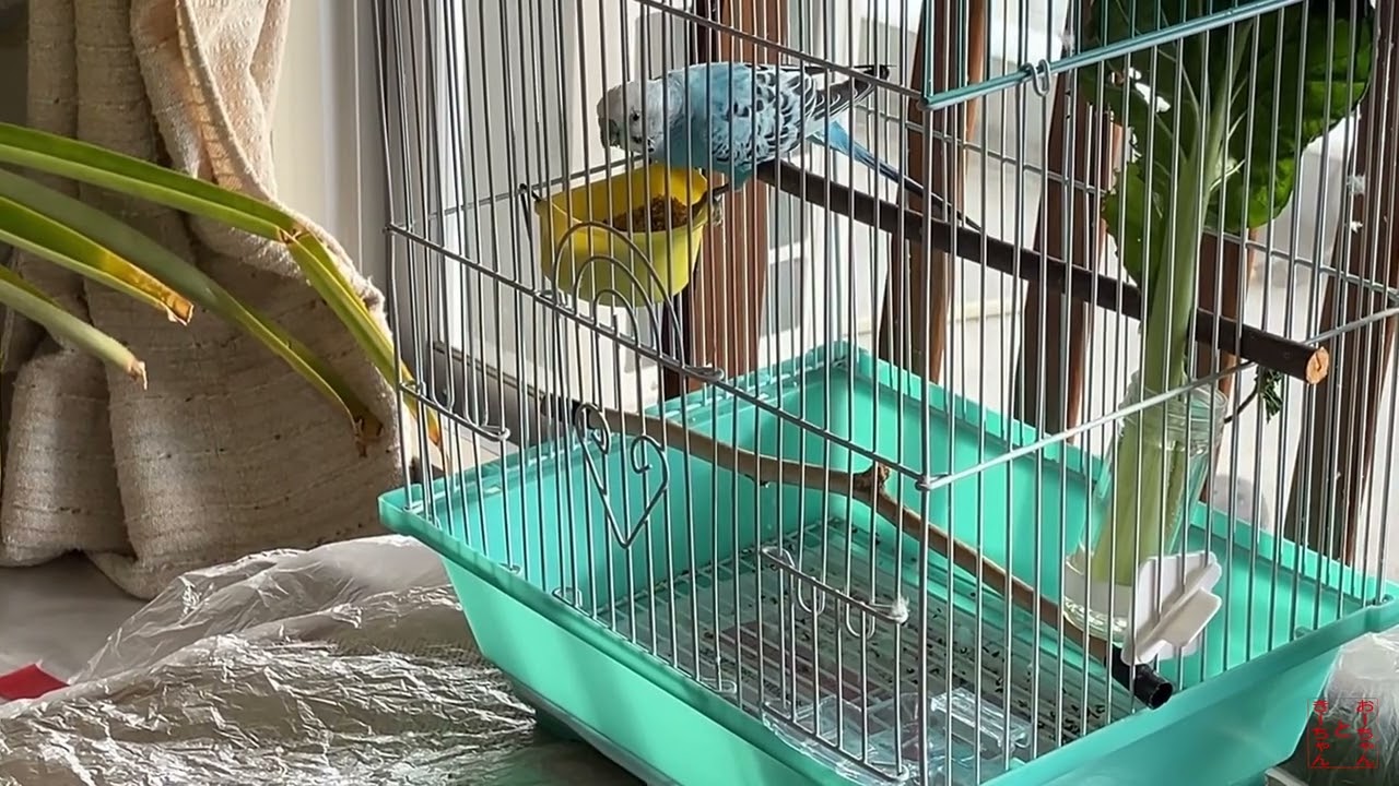 我が家のインコ おーちゃんときーちゃん(213) たくさん食べたインコ