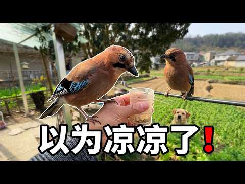 监控拍下揪心一幕！松鸦深夜被野猫惊吓飞散，还好我没放弃寻找 #动物世界 #松鸦 #动物救助