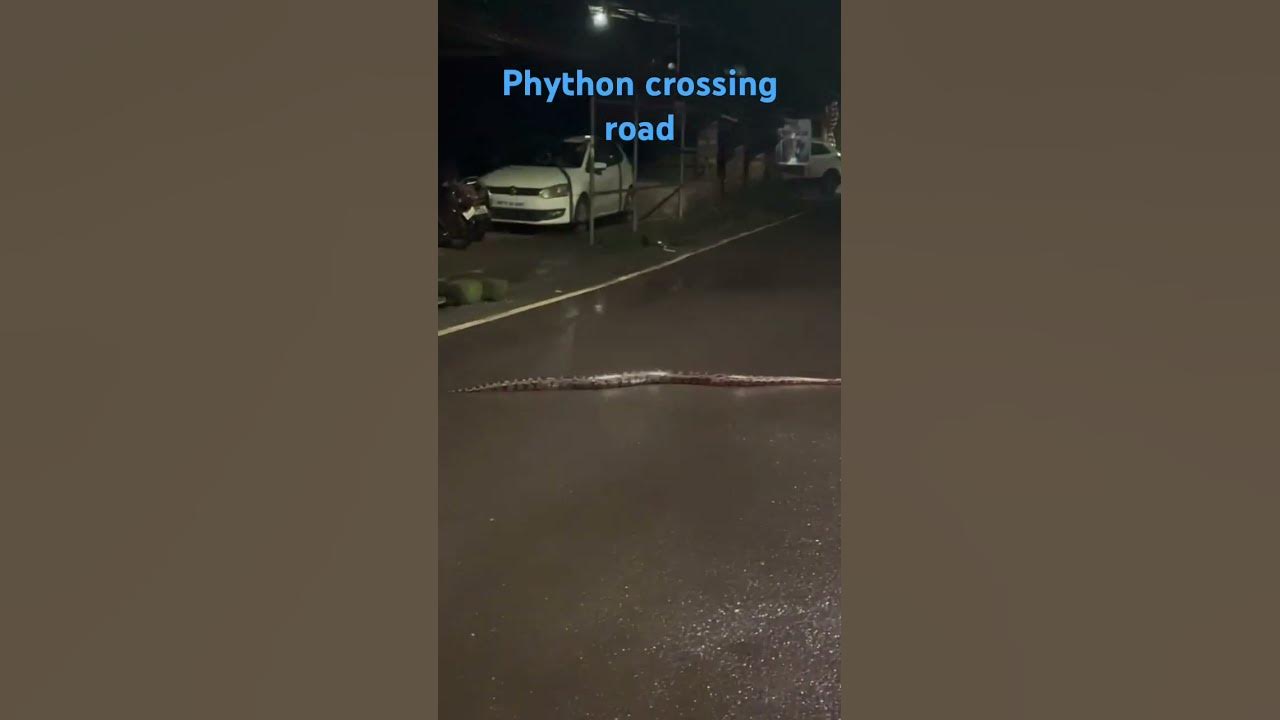 Python crossing road #python #pythoncrossingroad #kokanifamily #chiplun ...