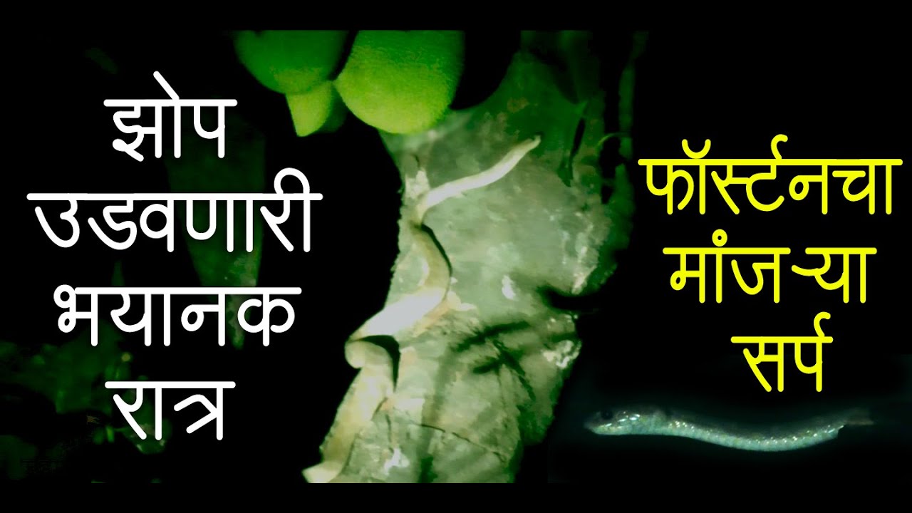 फॉस्टर्नचा मांजऱ्या साप रात्री फणसाच्या झाडावर चढला फणस तपासायला । श्री महाराष्ट्रदेशा