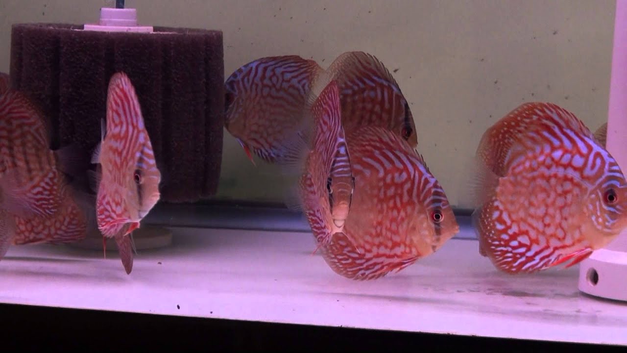 Scribble Red Turquoise Discus Fish - Gwynnbrook Farm - YouTube