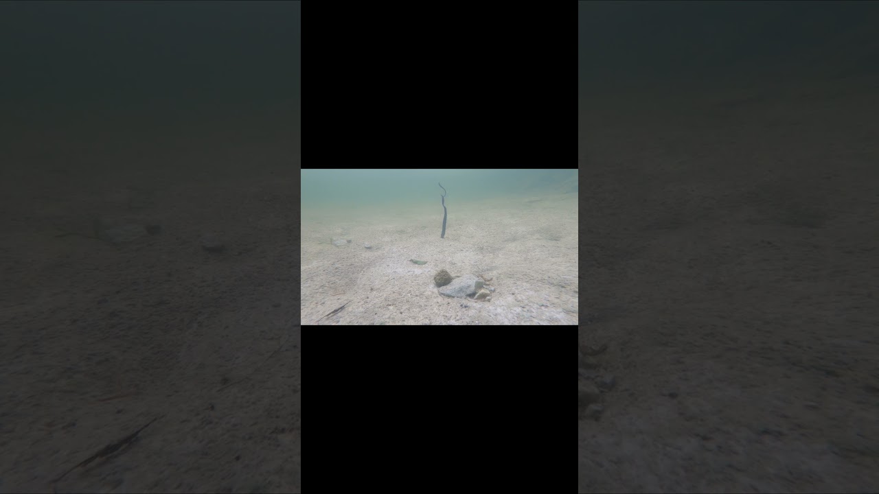 Berkley's power worm on an Ned rig.