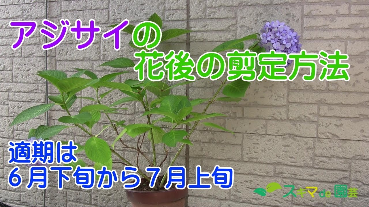 花木 鉢植えアジサイの花後剪定の方法 スキマde園芸 Youtube