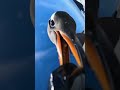 Curious Penguin Steals a Camera and Films Itself in Antarctica 🐧😂