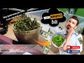 Does Dried Sphagnum Moss Grow : Fresh Live Sphagnum Moss for Carnivorous Plants, Orchids ... - The live moss grows on top of the dead moss, and it is the dead moss that forms the.