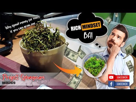 How to grow Sphagnum Moss [Vlog # 12]