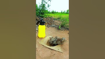 Simple Bird Trap - New Quail Trap # easy bird trap #video shorts