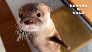 What Happened to My Otter’s Crazy Whiskers? by KOTSUMET 120,281 views 4 months ago 5 minutes, 43 seconds