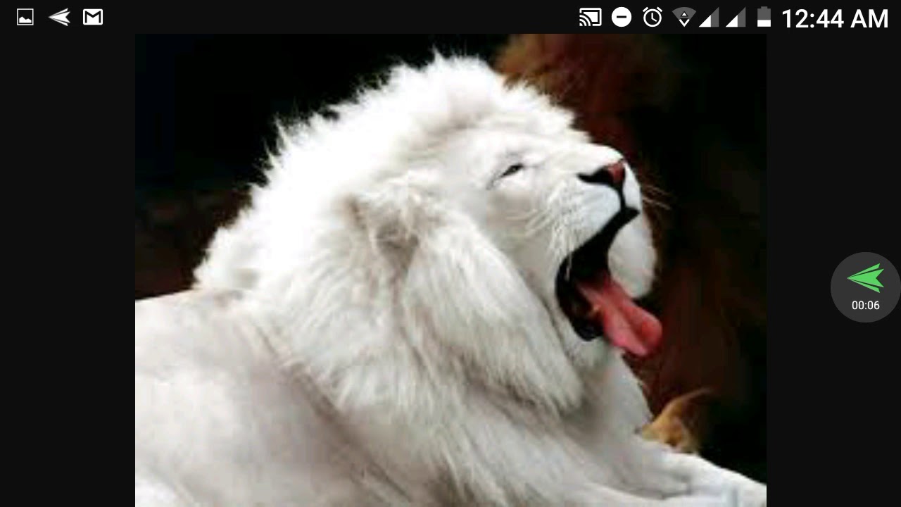 Animales hermosos practicus kabbalah