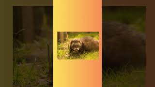 #ferret #ferrets #shortsvideo #shortvideo #shorts #short #facts #fact #factsamazing #sho