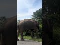 “Danger feeling” clips ☠️🐘 #elephant #nature #jungle #wildlife #viral #animals