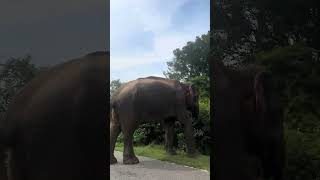 “Danger feeling” clips ☠️🐘 #elephant #nature #jungle #wildlife #viral #animals