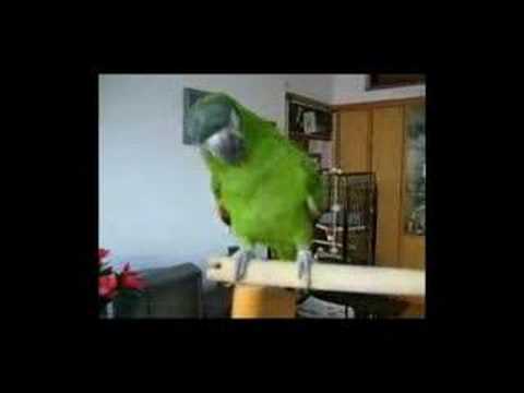 Video: Maskovaný Lovebird