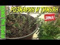 ПОСАДКА РОЗМАРИНА И ТИМЬЯНА ИЗ МАГАЗИНА "ЛЕНТА"/ЦВЕТЕНИЕ МОЕЙ КЛУБНИКИ.