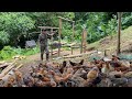 survive in the forest, build a cage to raise 200 chickens and take care of chickens in the forest