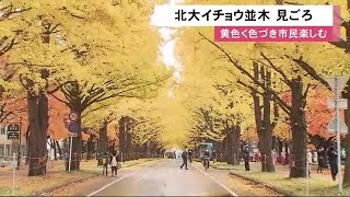380メートルの金色のアーチ「北大イチョウ並木」見ごろ迎える…見事な色づきに写真撮影する家族連れも (21/11/03 12:35)