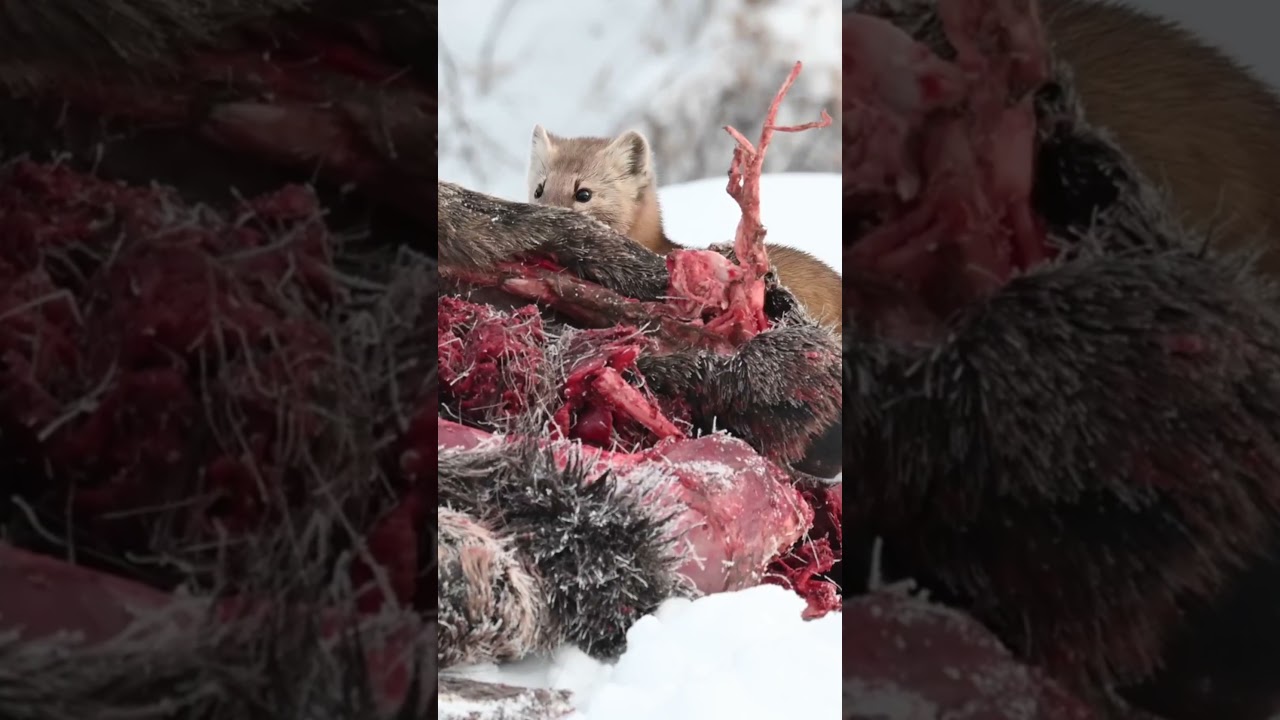 You Won’t Believe How Fierce Wolverines Are!
