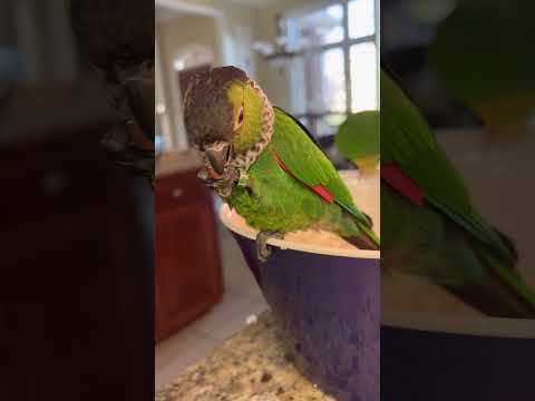 Cute Conure parrot is thrilled to find an un-popped kernel in the popcorn bowl!