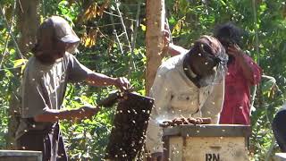 Madu sialang asli murni hutan sumatra proses manual original