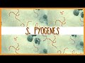 Streptococcus pyogenes