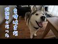 元気過剰なハスキーがシニアになったらやりたかったことを実現しました