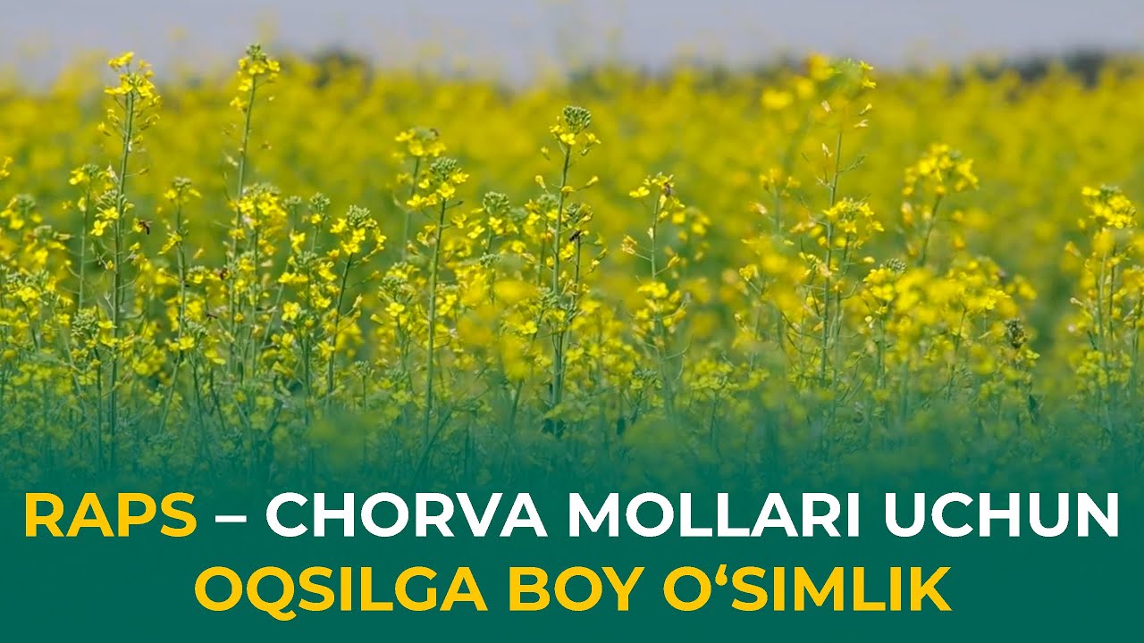 Mushuk olomon ichida porno sperma Porno jinsiy aloqa video swingerlar