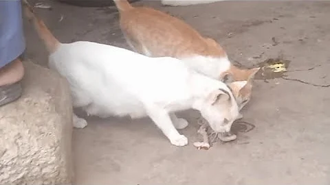 Video 3398401: shorthair cat breed, german shorthaired, best cat breeds