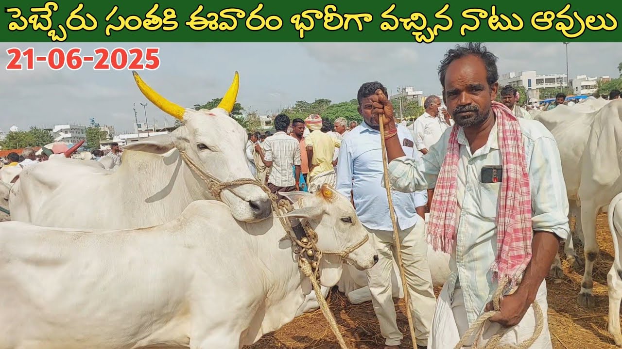 పెబ్బేరు శనివారం సంతలో ఈవారం ఆవుల ధరలు | Pebbair cow market | cow prices @purnafarms