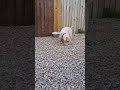 Sealyham Terriers Mp3 Song